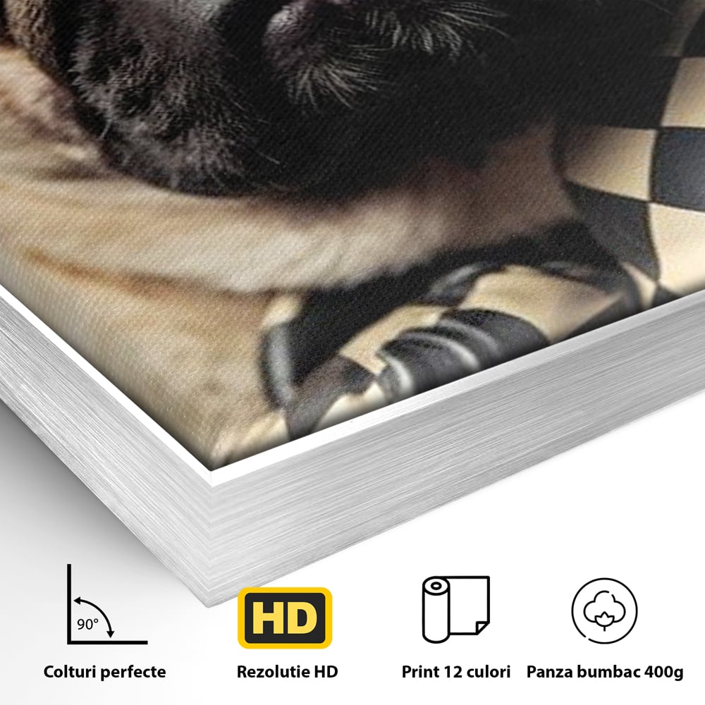 Detaliu al suprafetei: tablou canvas cu pug in manusi de box, in rama de aluminiu argintiu